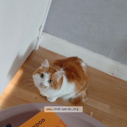 Photo 1/1 Sucre d'orge Chat lost in Le mans sarthe 72