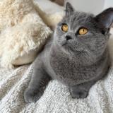 Picture of cat lost at Montreuil