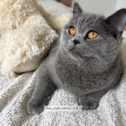 Photo 1/1 Bella Chat lost in Montreuil