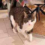 Picture of cat lost at Rives Du Loir En Anjou Soucell