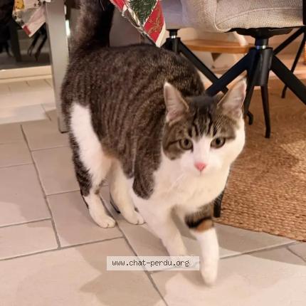 Photo 1/1 Bouchon Chat lost in Rives du loir en anjou soucell