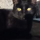 Picture of cat found at Villeurbanne