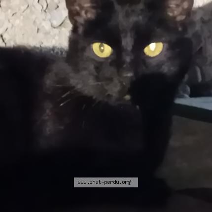 Photo 1/1 Found cat Found in Villeurbanne