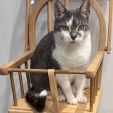 Picture of cat lost at Echirolles