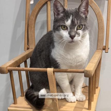 Photo 1/1 Sushi Chat lost in Echirolles