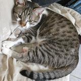 Picture of cat lost at Bernes Sur Oise