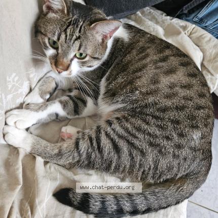 Photo 1/1 Sylvie Ln Chat lost in Bernes sur oise