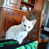 Picture of cat lost at Amiens