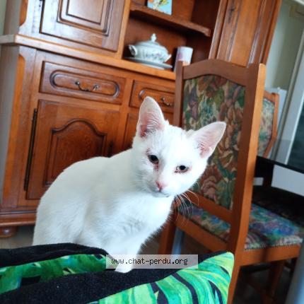 Photo 1/1 Neige Chat lost in Amiens