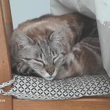 Picture of cat lost at Le Plessis Grammoire