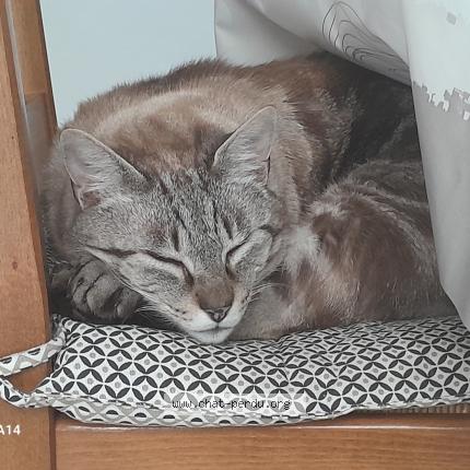 Photo 1/1 Vandamme Chat lost in Le plessis grammoire