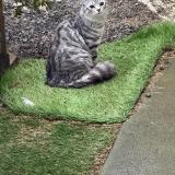 Picture of cat found at 44100 Nantes