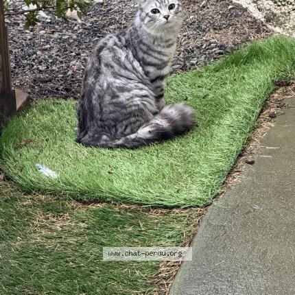 Photo 1/1 Found cat Found in 44100 nantes