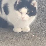 Picture of cat found at Heumont
