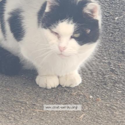 Photo 1/1 Found cat Found in Heumont