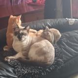 Picture of cat lost at Montauban