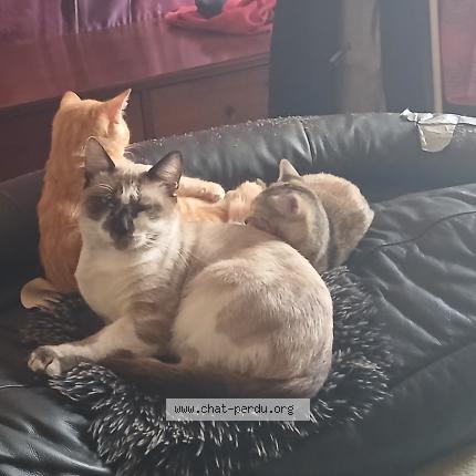 Photo 1/1 Tupac Chat lost in Montauban