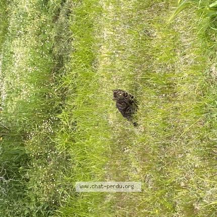 Photo 1/1 Found cat Found in Begles