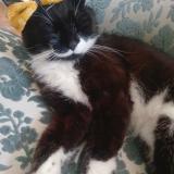 Picture of cat lost at Livarot