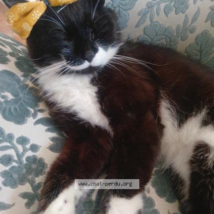 Photo 1/1 Yoko Chat lost in Livarot