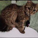 Picture of cat lost at Nice