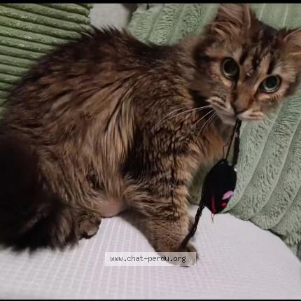 Photo 1/1 Louna Chat lost in Nice