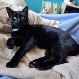 Picture of cat lost at Dijon