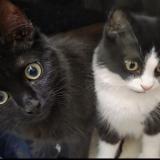 Picture of cat lost at Tourcoing