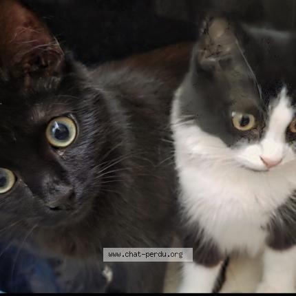 Photo 1/1 LolaETLouis Chat lost in Tourcoing