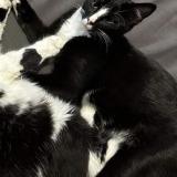 Picture of cat lost at Saint Jeoire