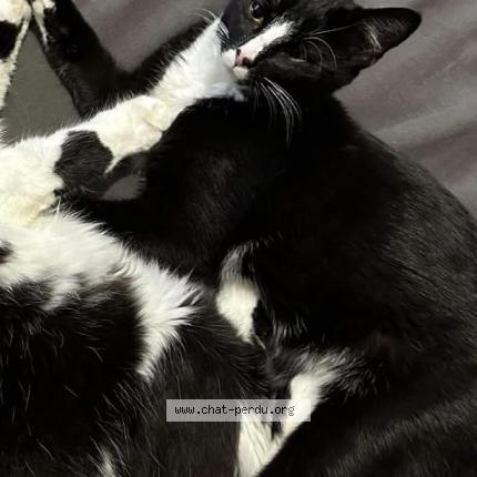 Photo 1/1 Minou Chat lost in Saint jeoire