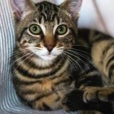 Picture of cat lost at Couzeix