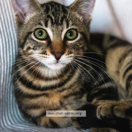 Photo 1/1 Moko Chat lost in Couzeix