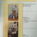 Picture of cat found at Regnie Durette