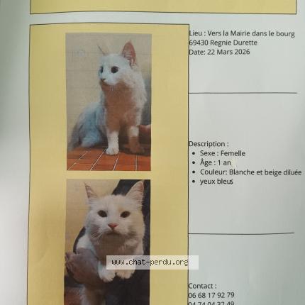 Photo 1/1 Found cat Found in Regnie durette
