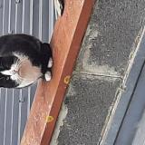 Picture of cat found at Fretin