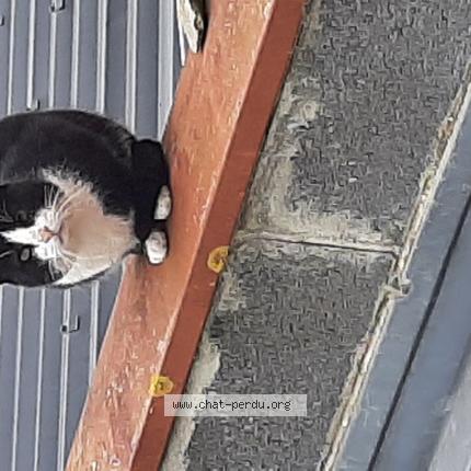 Photo 1/1 Found cat Found in Fretin