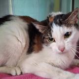 Picture of cat found at Villebon Sur Yvette