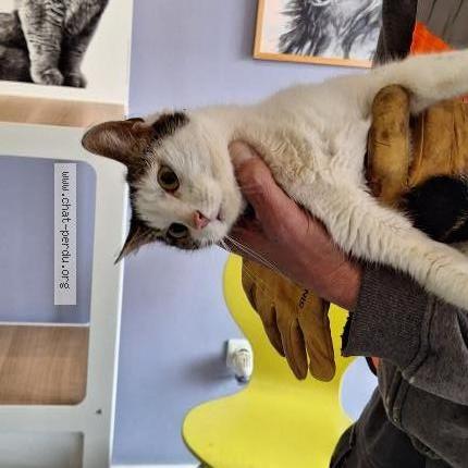 Photo 2/4 Found cat Found in Villebon sur yvette