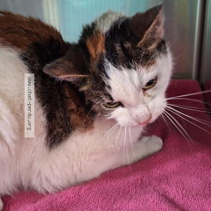 Photo 3/4 Found cat Found in Villebon sur yvette