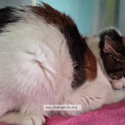 Photo 4/4 Found cat Found in Villebon sur yvette