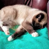 Picture of cat lost at Pipriac