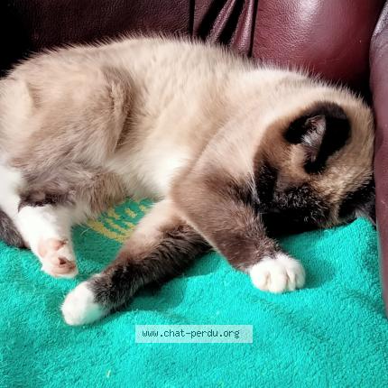 Photo 1/1 Plume Chat lost in Pipriac