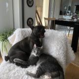 Picture of cat lost at Guingamp