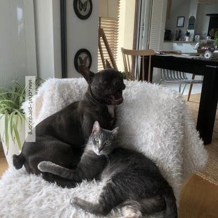 Photo 1/1 Taman Chat lost in Guingamp