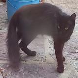 Picture of cat found at Bezons