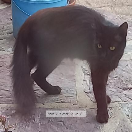 Photo 1/1 Found cat Found in Bezons