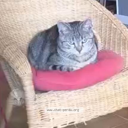 Photo 1/1 Luke Chat lost in Chinon