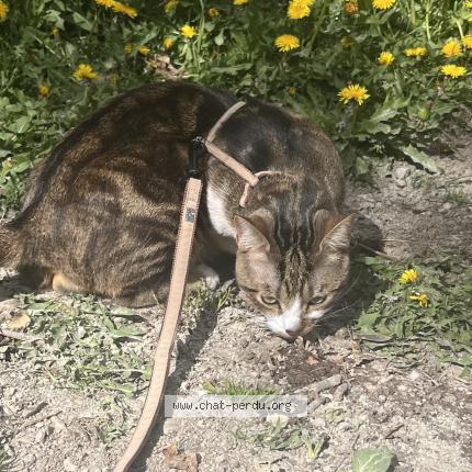 Photo 1/1 Arsouil Chat lost in Perrier