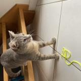 Picture of cat lost at Guingamp